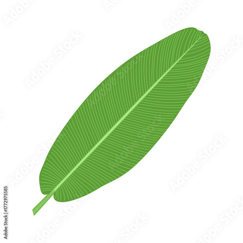 Banana leaf, tropical green plant. Exotic greenery, large big long foliage isolated on white background. Botanical floral design element. Fresh leafage banan in cartoon style. Flat vector illustration