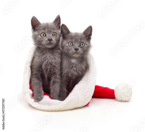 Two kittens in the hat Santa on a white background.