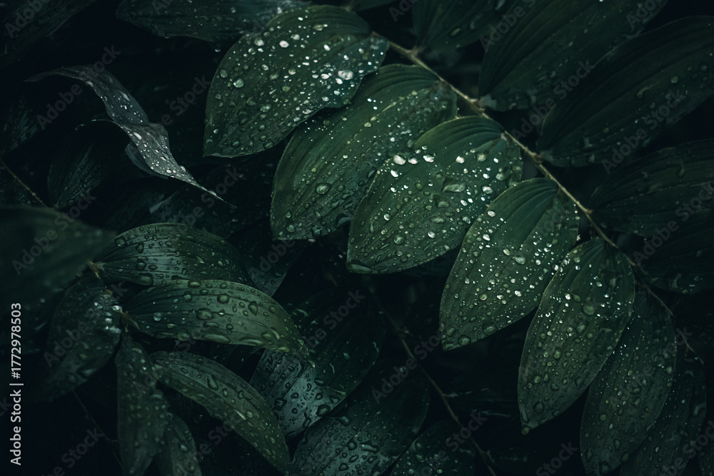 Obraz premium Leaves in drops in the dark