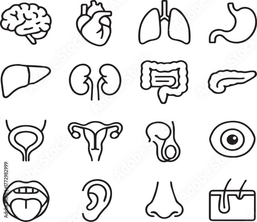 Human Organs Line Icon Set – Minimal Anatomy Vector Collection