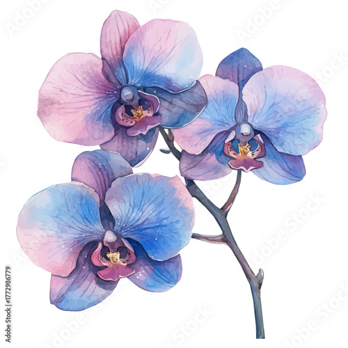 Orchid Flower, watercolor drawing vector, isolated on a white background.