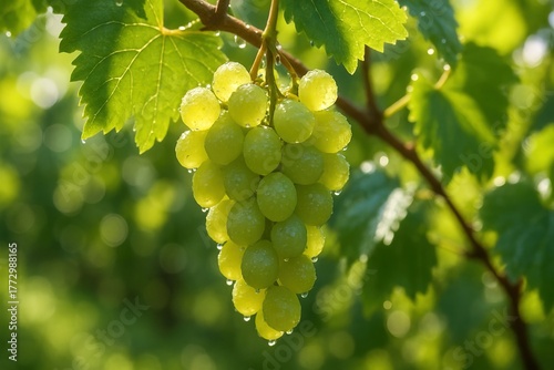 The juicy and watery bunch of green grapes 