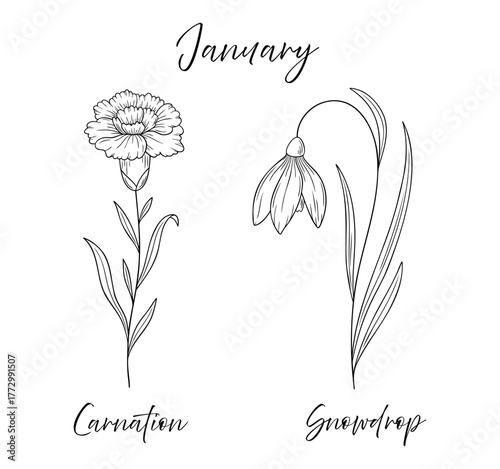 January birth flowers carnation and snowdrop, line art vector illustrations set, black and white botanical drawing. Elegant floral sketch, hand drawn monochrome flower design, tattoo style.