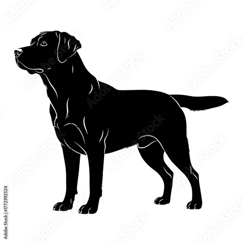 Black Labrador Retriever standing in profile against white background  
