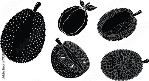 Durian and jackfruit vector illustration set, tropical fruit collection in black and white, exotic Asian fruit silhouette artwork