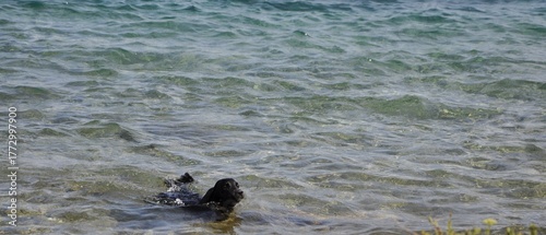 Black dog swimming in the sea during summer in Mali Losinj, Croatia, Europe