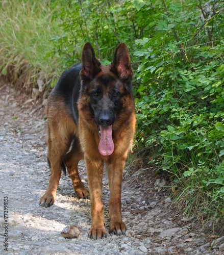 Close-up of a german shepherd dog's head with mouth half open, ears pricked. Serene and with an attentive look, quiet calm, mouth ajar, tongue all out, ears erect, interesting, beautiful, handsome