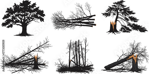 Broken trees after storm damage, fallen branches, forest destruction, natural disaster aftermath illustration