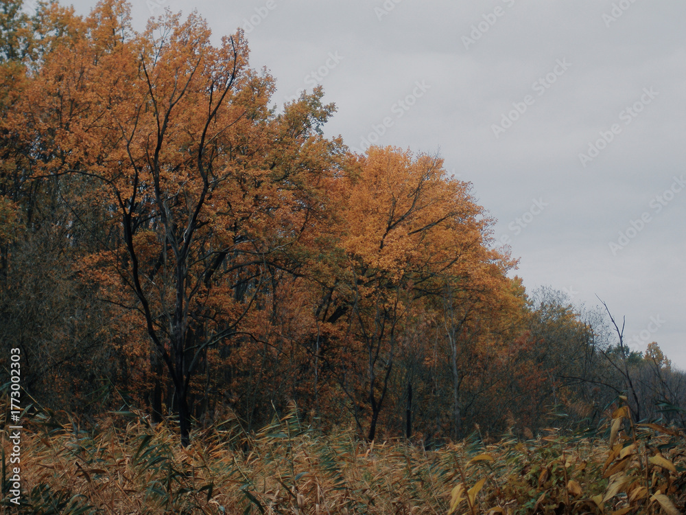 Fototapeta premium Quiet fall woodland with orange foliage and slender dark trunks 
