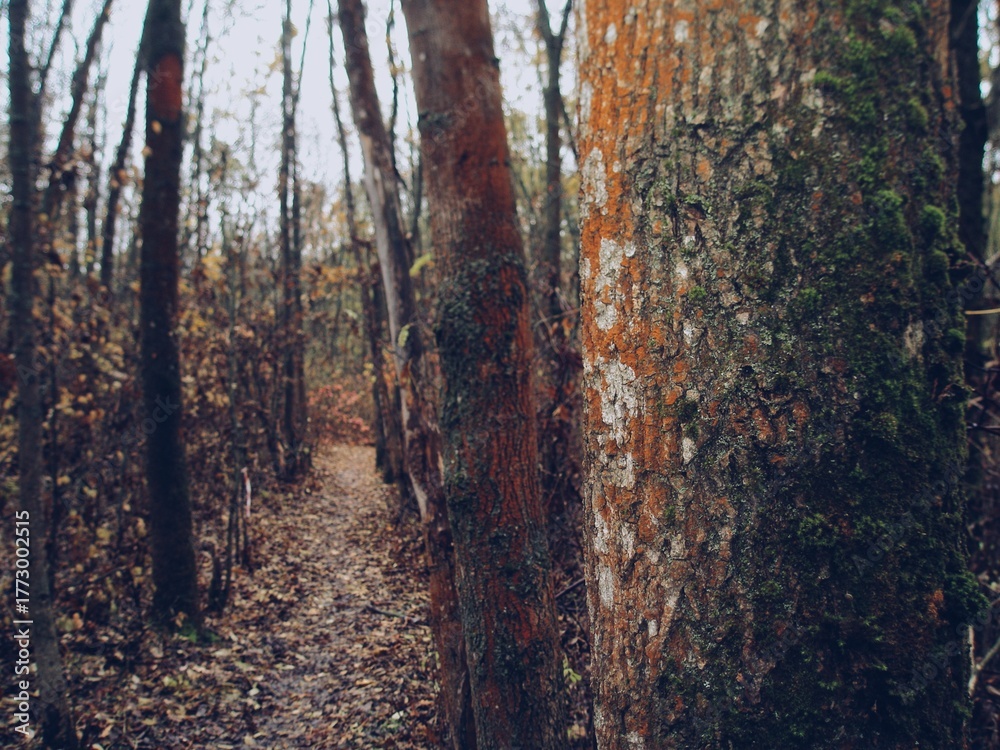 Naklejka premium Narrow autumn path through damp woods, romantic yet faintly eerie
