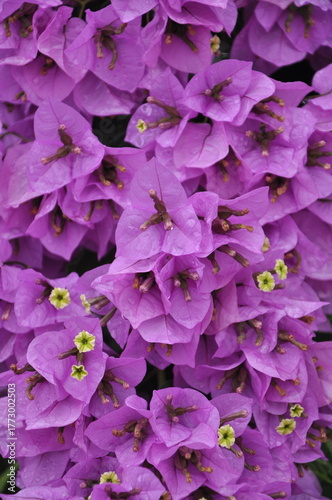 Close up of bougainvillea flowers. Full frame of bougainvillea flowers.