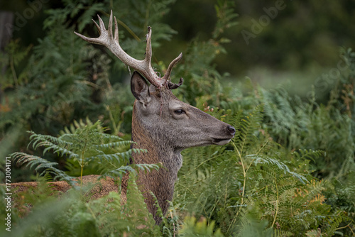 Red deer stag portrait