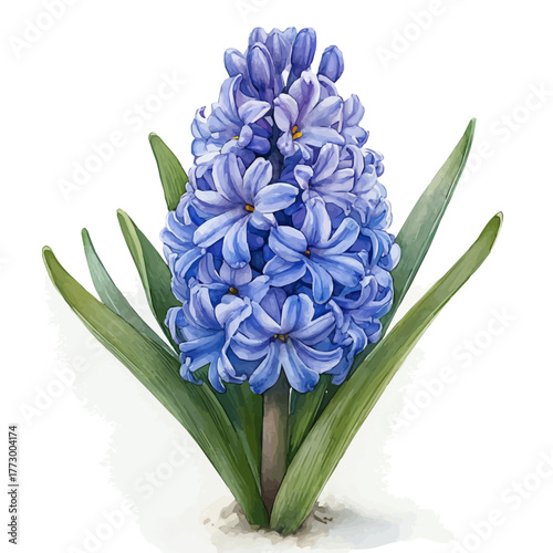 Hyacinth Flower, watercolor drawing vector, isolated on a white background.
