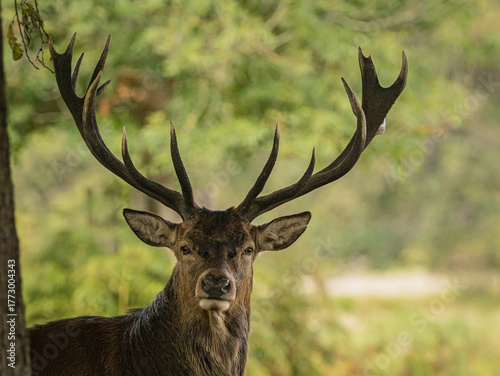 Red deer stag in Richmond Park