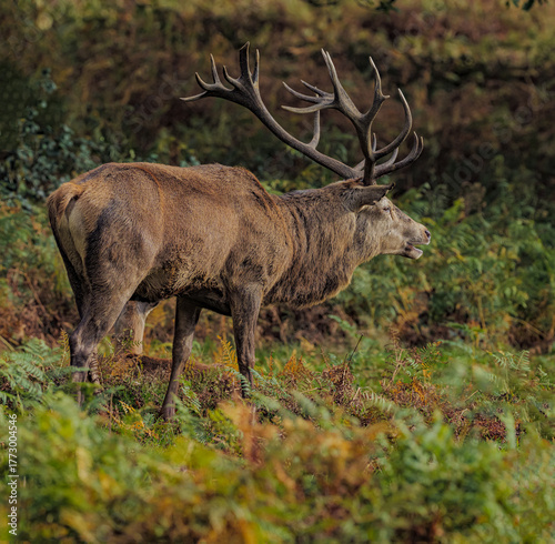 Red deer stag excited
