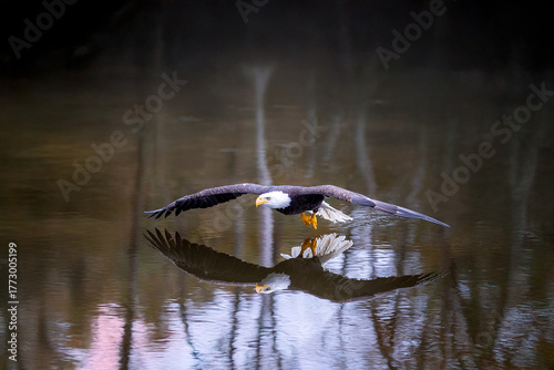 A flying bald eagle over a pond