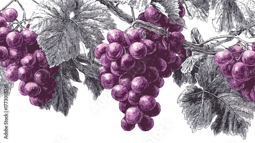 Detailed Vector Drawing of Purple Grapes with Leaves for Design Projects