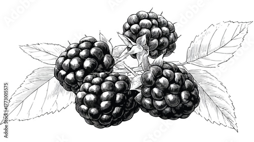 Vibrant Blackberries and Leaves Vector Illustration for Design Projects