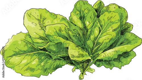 Vibrant Fresh Green Salad Leaves Cooking Vector Set with Outlines