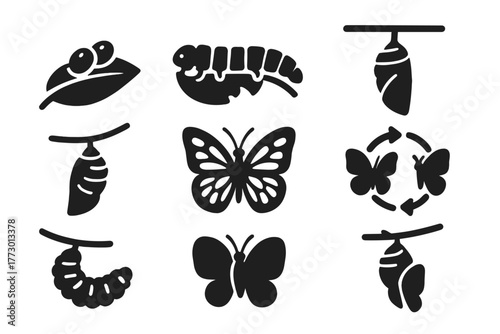 Butterfly Life Stages Icons. Solid style icons of Butterfly life cycle: egg, larva, pupa, chrysalis, cocoon, adult butterfly,