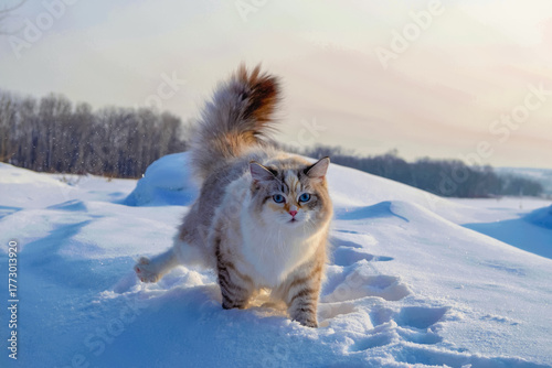 Canvastavla A beautiful blue-eyed Neva masquerade cat walks through the snow in a winter forest