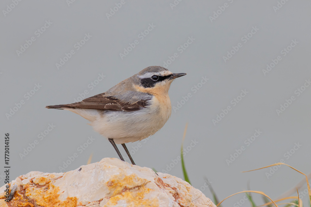Fototapeta premium Northern Wheatear standing on stone