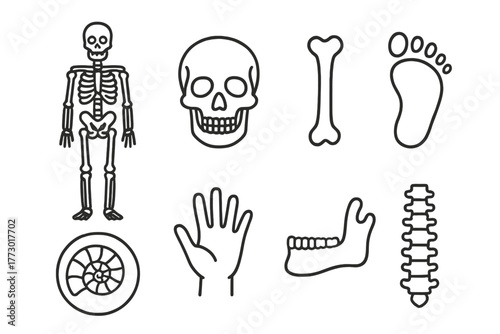 Anthropology Line Icons. Line style icons of Physical Anthropology: Skeleton, Skull, Bone, Footprint, Fossil, Handprint, Jawbone,