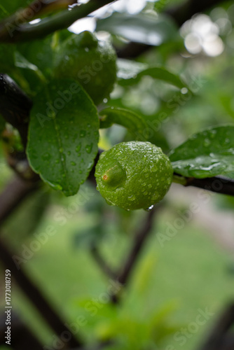 Wallpaper Mural Green lemon with raindrops on tree branch Torontodigital.ca