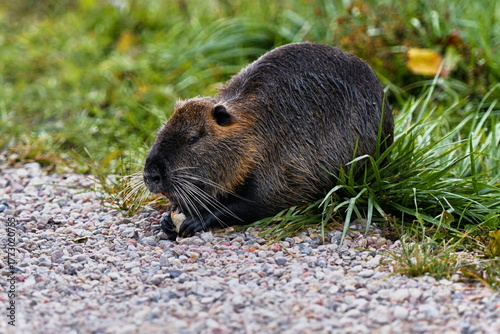 A nutria holds a piece of white bread in its paws. A close-up of a brown water rat with beautiful fur.
