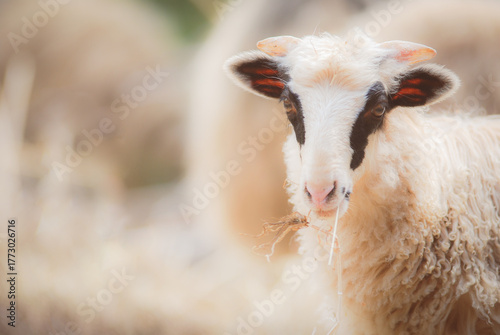 Cute, young sheep grazing in a gentle light. A representation of traditional farming.