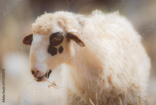 Cute, young sheep grazing in a gentle light. A representation of traditional farming.
