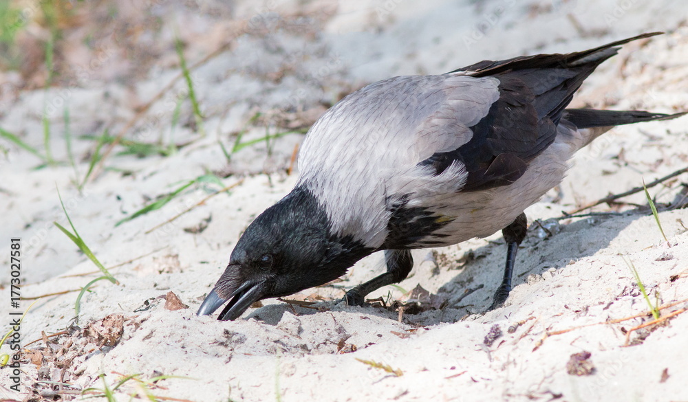 Obraz premium crow on the beach