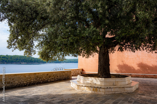 Fototapeta Naklejka Na Ścianę i Meble -  stone square with holm oak, city of Rab, Croatia, Mediterranean, without people