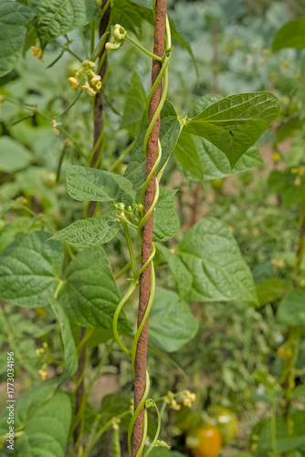 Wallpaper Mural french bean vine climbing on a rusty stalk. Detail of a french bean plant in the garden - Phaseolus vulgaris  Torontodigital.ca