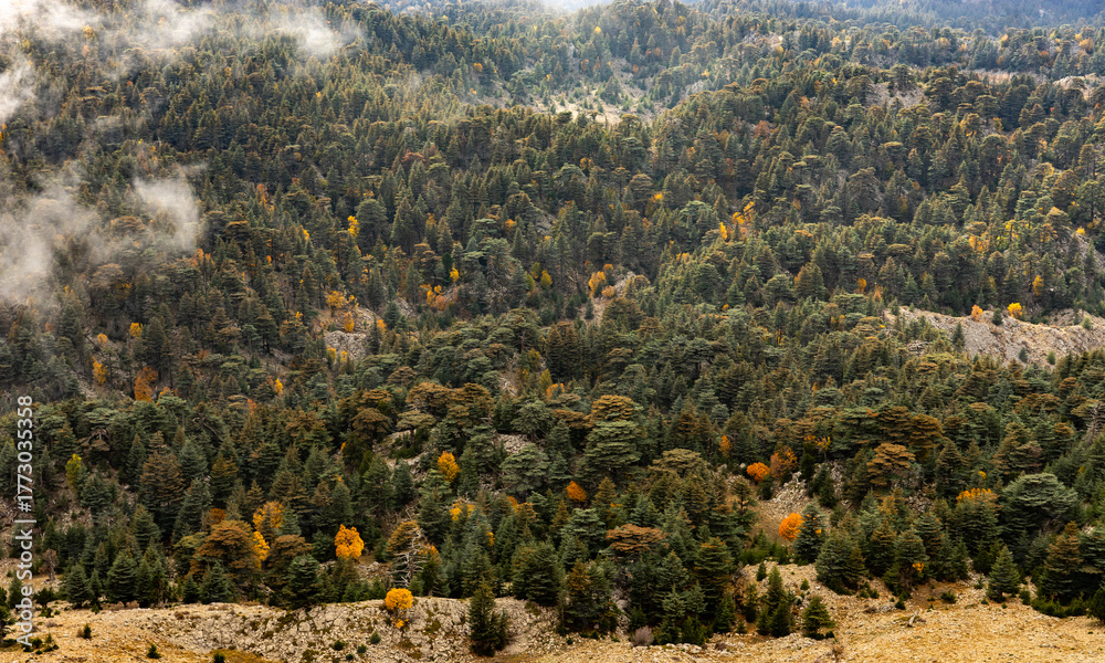 Fototapeta premium Dense forest landscape on a mountainside in autumn