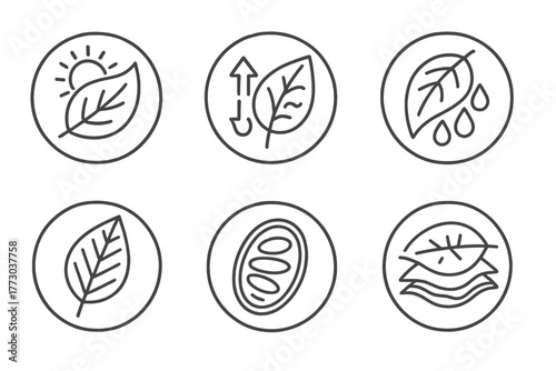 Photosynthesis Iconography. Line style icons of leaves and photosynthesis in round shape: leaf with sun, gas exchange, dew drops,