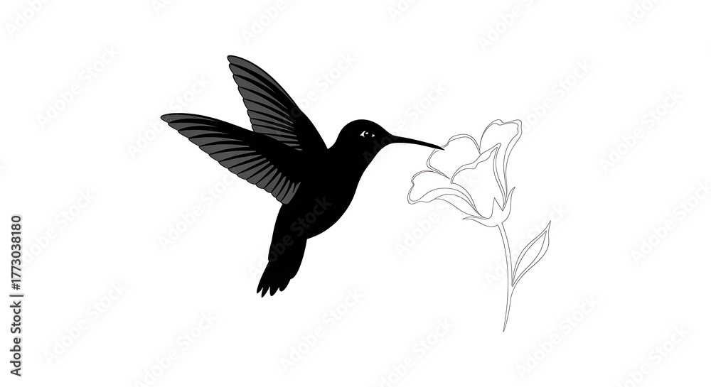 Obraz premium Hummingbird In Flight and Flower Silhouette Isolated Vector