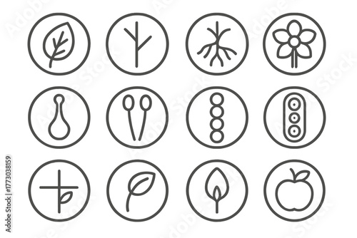 Plant Anatomy Icons. Line style icons of plant anatomy in round shape: leaf, stem, root, flower; pistil, stamen, xylem, phloem;