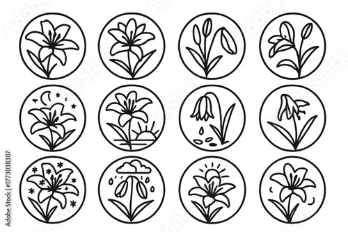 Seasonal Lily Icons. Line style icons of lilies in seasons in round shape: spring lily, summer bloom, early bud, late bloom;