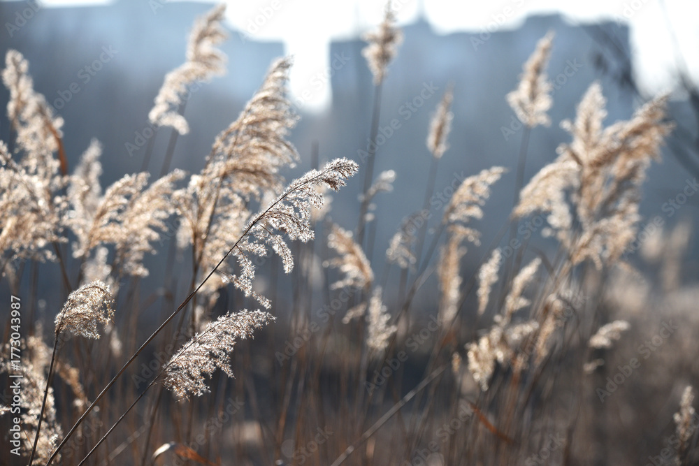 Fototapeta premium Phragmites australis. Pampas grass sways in the wind. Detail of flowering reed and grass plants. Reed-covered shore. Marshy area. Autumn season. Close-up nature, plant by the river.