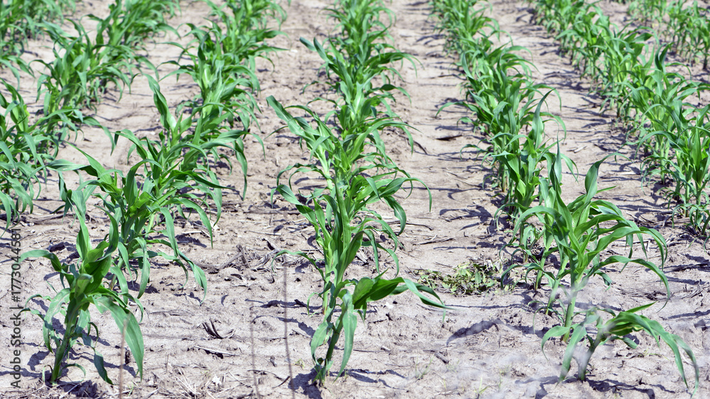 Obraz premium plant in soil, corn leaves, green sprout. Ecology, environmental protection. Greenhouse work. corn seedlings in field, small plants. spring, start of work, agriculture, farmland, agricultural business