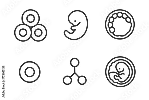 Stem Cell Icons. Line style icons of stem cell research: embryonic stem cells, early embryo icon, blastocyst stage, pluripotent