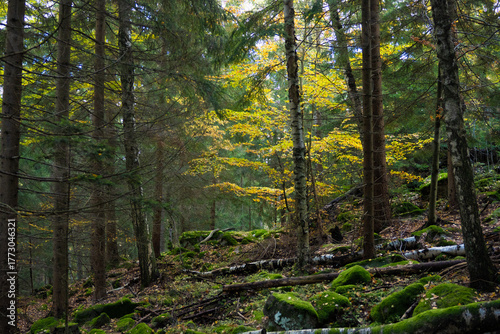 autumn suruce forest in the Karkonosze mountains in Poland in eastern Europe