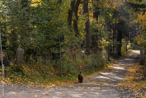 lonely dog walks alone in the autumn rural path