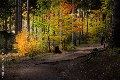 autumn suruce forest in the Karkonosze mountains in Poland in eastern Europe
