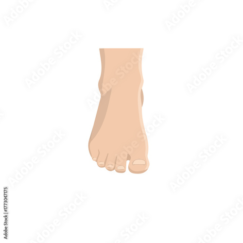 Leg and foot vector illustration