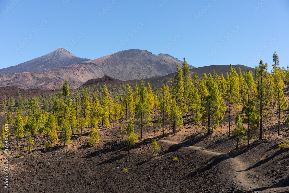 Naklejka premium Tourist trail with Teide and Pico Viejo