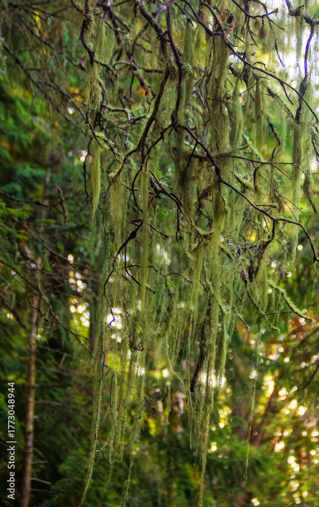 Fototapeta premium Moss in Pacific Northwest