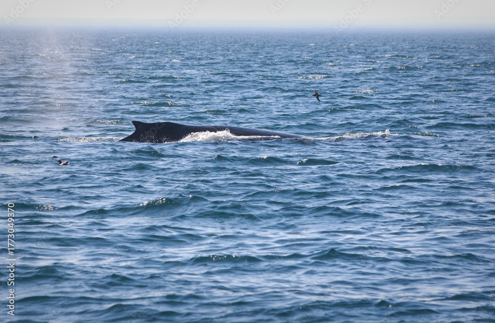 Obraz premium Humpback Whale Surfacing