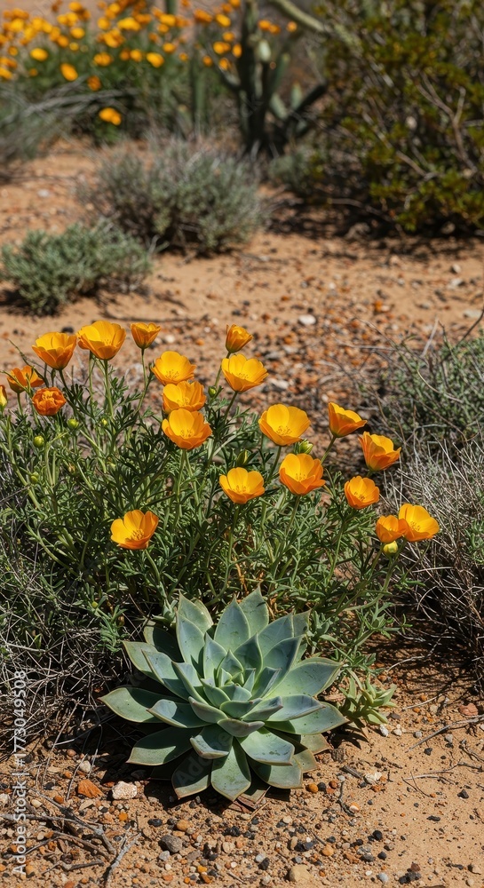 Obraz premium A vibrant display of blooming desert flowers and drought-resistant succulents thriving under the intense arid sun, symbolizing resilience and life ,geometry ,nature ,spine